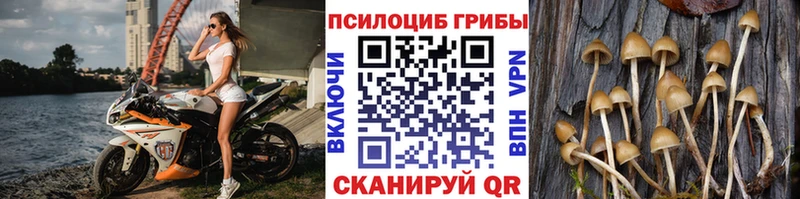 Галлюциногенные грибы Psilocybe  Болохово 